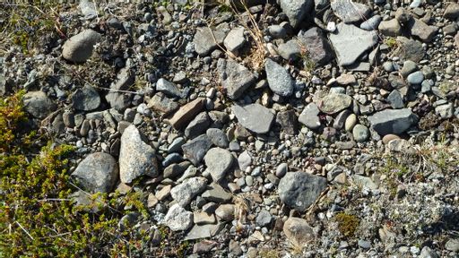 gravel, plants, rocks