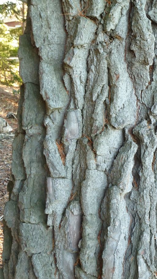 bark, tree