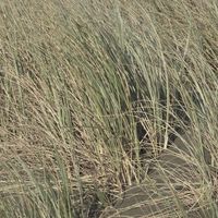 beach, plants